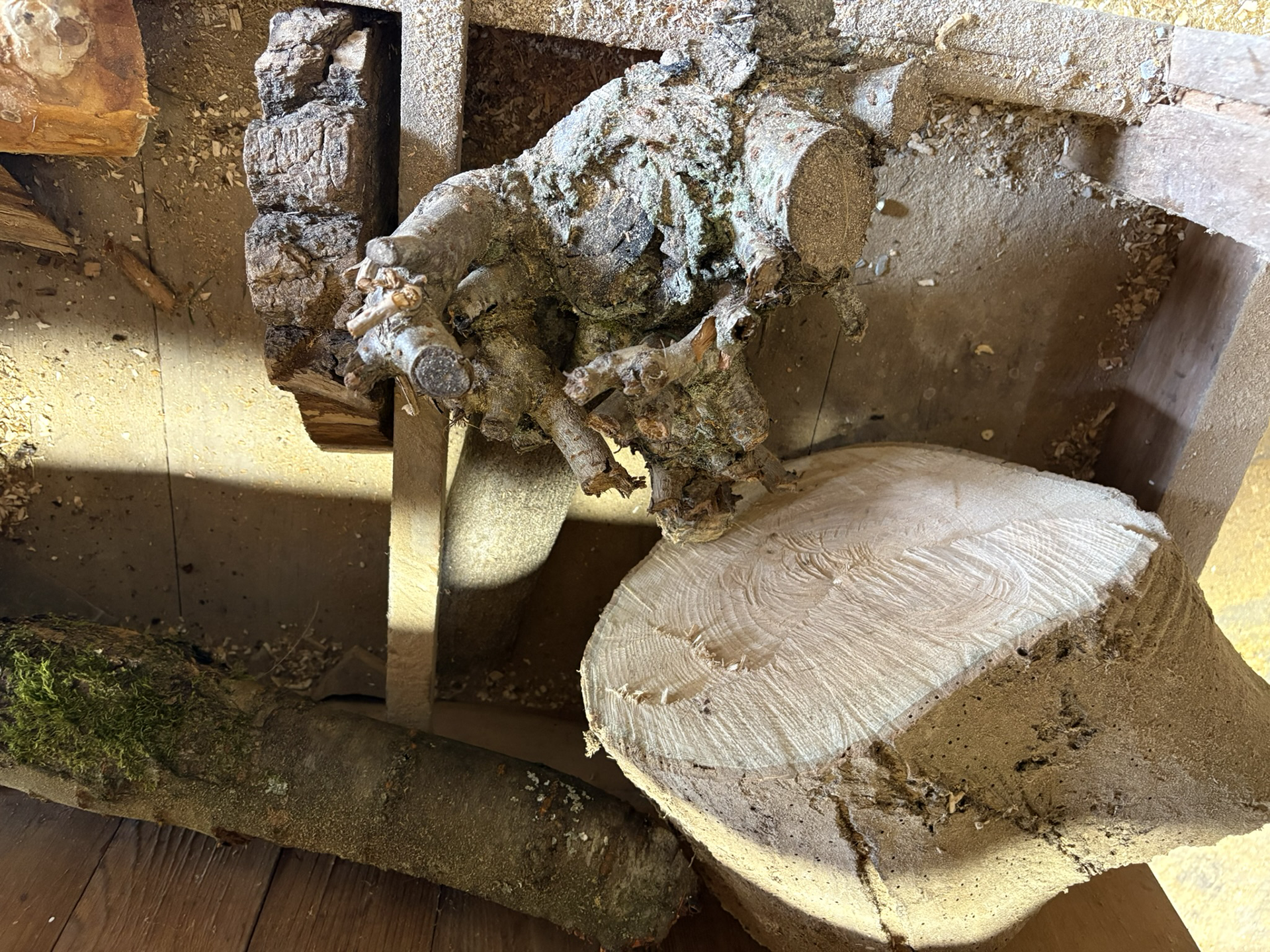 Sélection des essences de bois — hêtre, chêne, charme