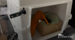 l'installation du chaton dans la couveuse. On a mit un carton pour protéger le chaton du ventilateur