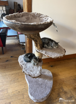 C'est aussi bien pour faire la sieste. Les deux chats sont de la même portée, ils partagent.
