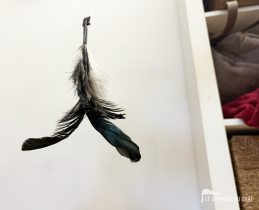 Le jouet du haut en plumes de coq Silver Laced Wyandotte