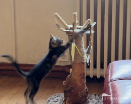 Noé jour 66 : l'arbre à chat — illustration 1