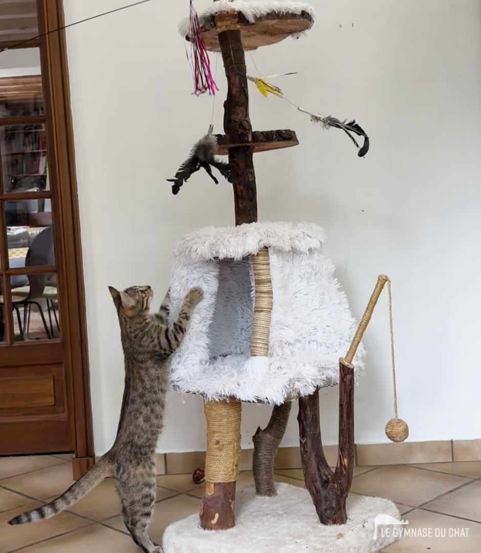Créer le lien : jeu, confiance et territoire — Adopter un chaton : les étapes pour bien l'accueillir