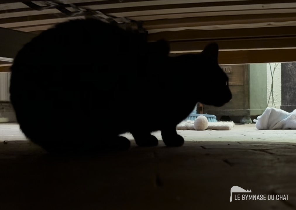Les 3 premiers jours : laissez-le venir à vous — Adopter un chaton : les étapes pour bien l'accueillir
