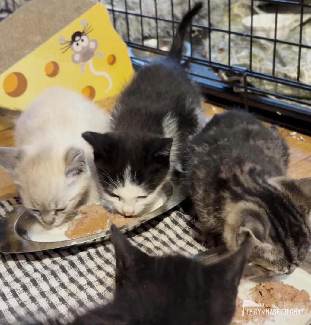 L'alimentation : les bases pour bien démarrer — Adopter un chaton : les étapes pour bien l'accueillir