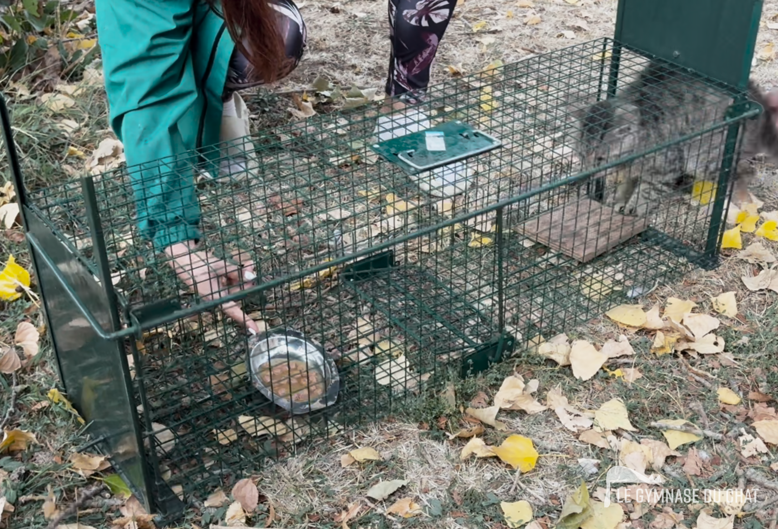 Ce que dit la loi mais sans contrainte — L'ambiguïté des chats « sauvages » : errants et comme par hasard toujours sans responsable