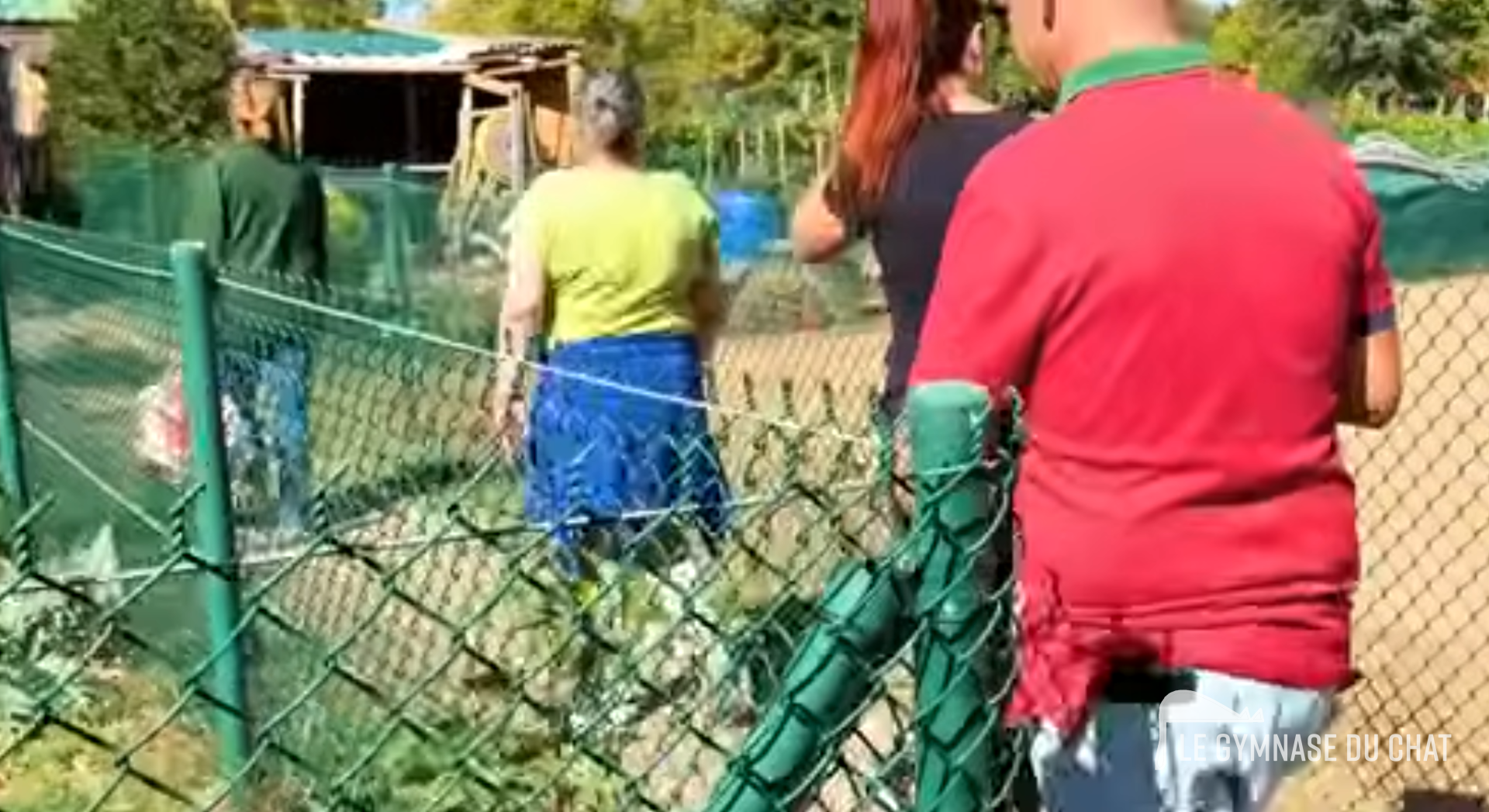 Ce que les associations peuvent faire, et nos limites ! — L'ambiguïté des chats « sauvages » : errants et comme par hasard toujours sans responsable