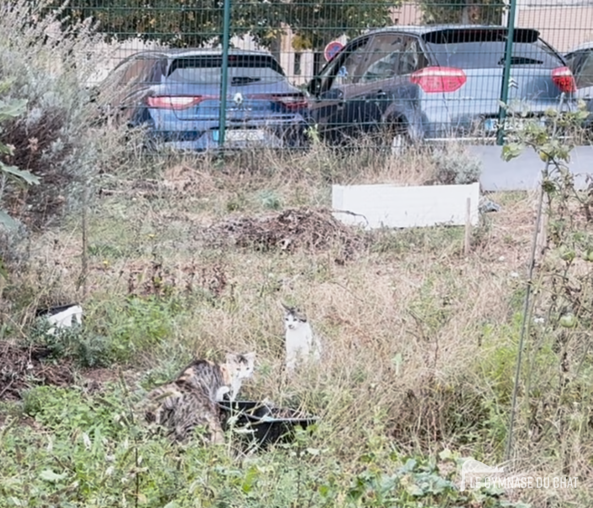 Chat errant, chat sauvage, chat libre : on met les mots à plat — L'ambiguïté des chats « sauvages » : errants et comme par hasard toujours sans responsable