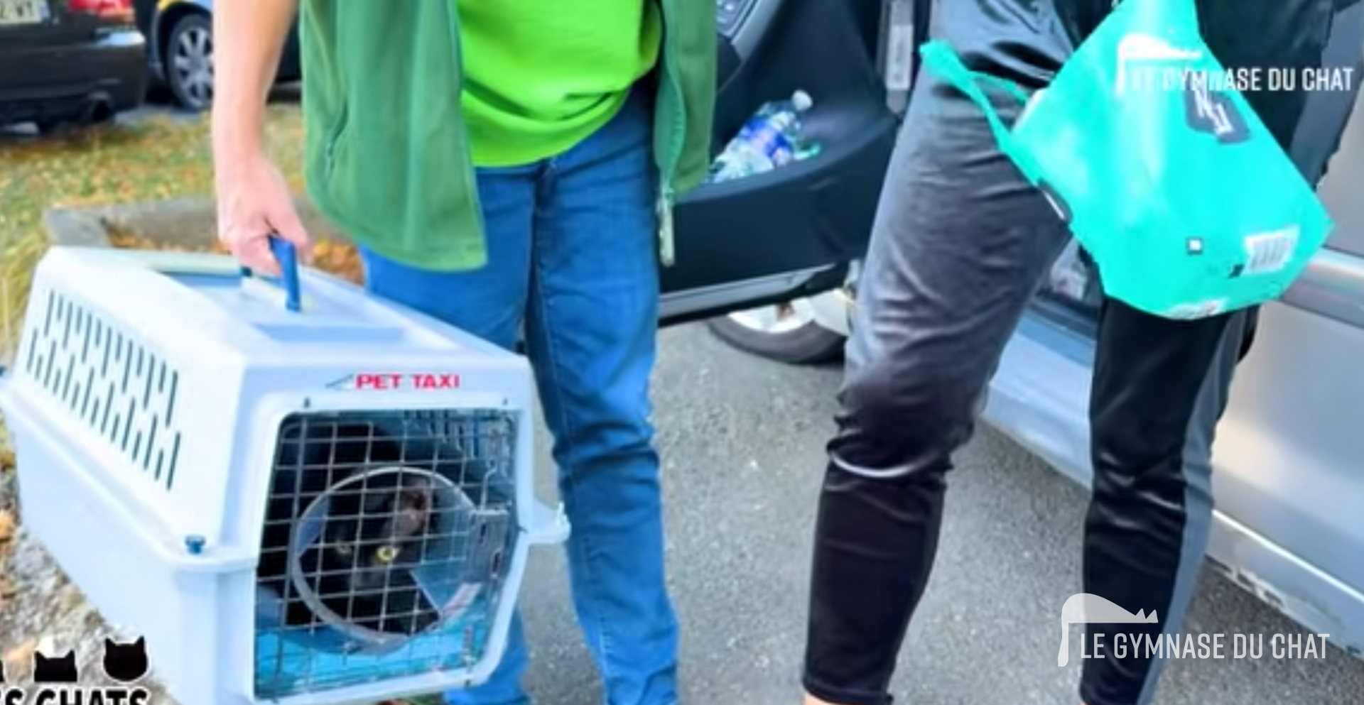 Concrètement, qu'est-ce qu'on peut faire ? — L'ambiguïté des chats « sauvages » : errants et comme par hasard toujours sans responsable