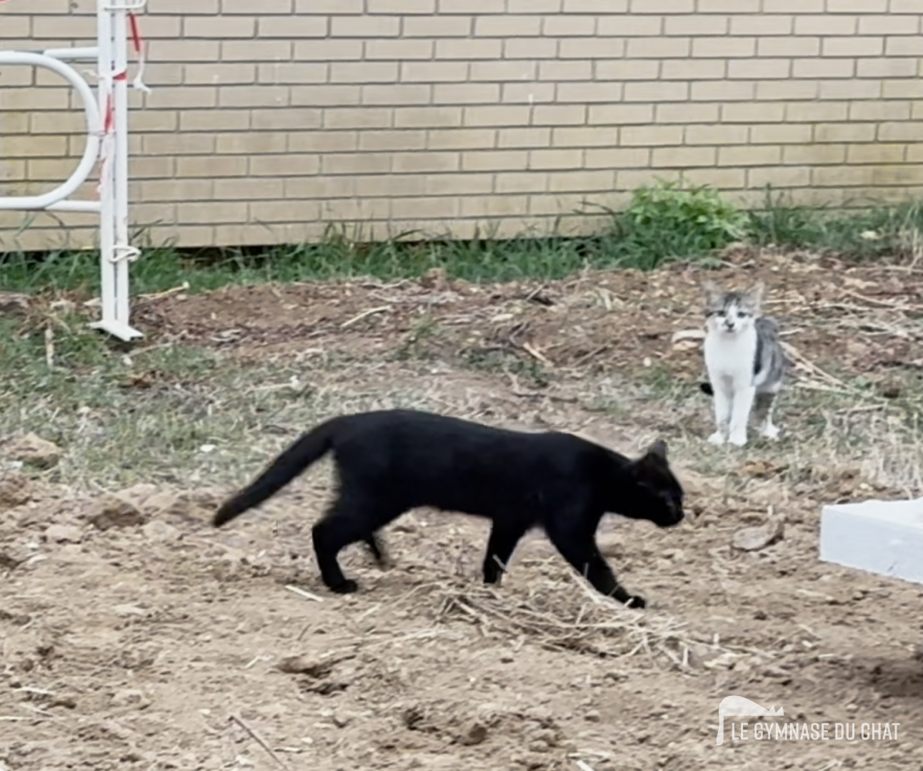 L'ambiguïté des chats « sauvages » : errants et comme par hasard toujours sans responsable