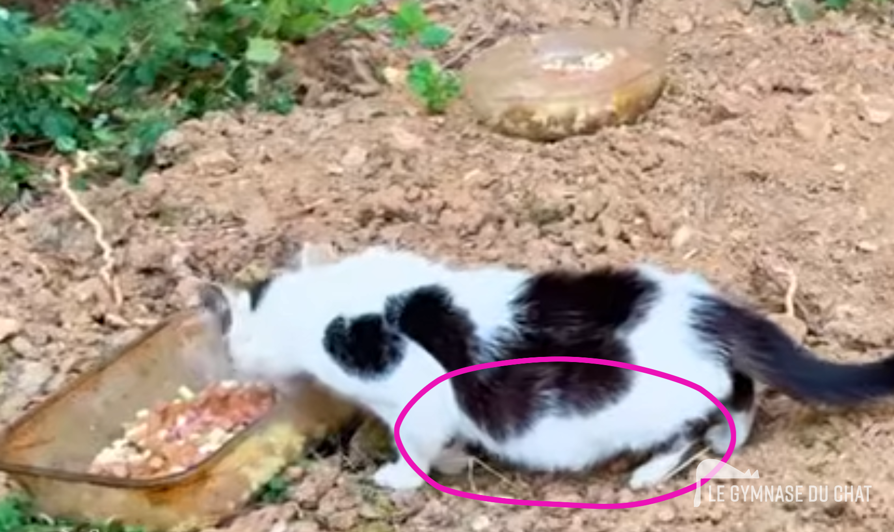 Le coup de gueule de Sophie : l'irresponsabilité qui coûte cher — L'ambiguïté des chats « sauvages » : errants et comme par hasard toujours sans responsable