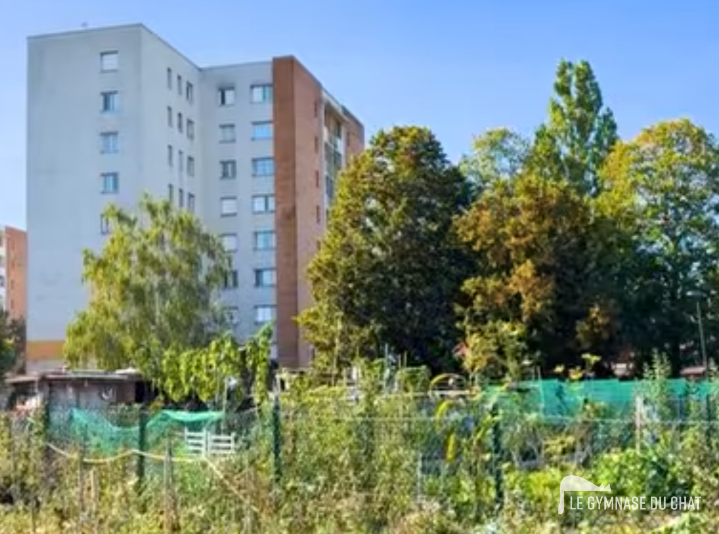Les jardins ouvriers : une situation qui se répète partout — L'ambiguïté des chats « sauvages » : errants et comme par hasard toujours sans responsable