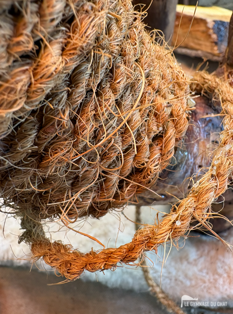 Le griffoir : le critère qu'on sous-estime — Comment choisir un arbre à chat : le guide complet