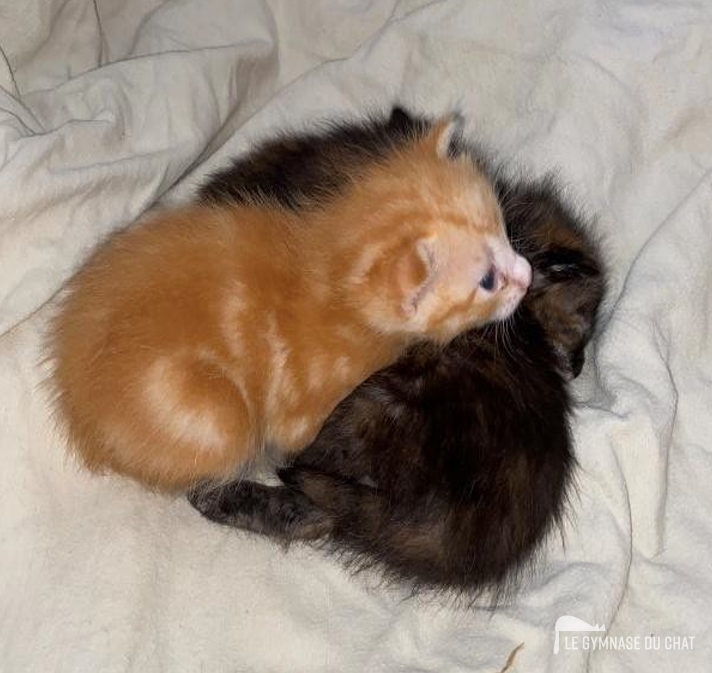 le chaton qui vient de naître est un être de réflexes — Élever un chaton, les 4 H : l’hypothermie, l’hypoxie, la déshydratation et l’hypoglycémie.