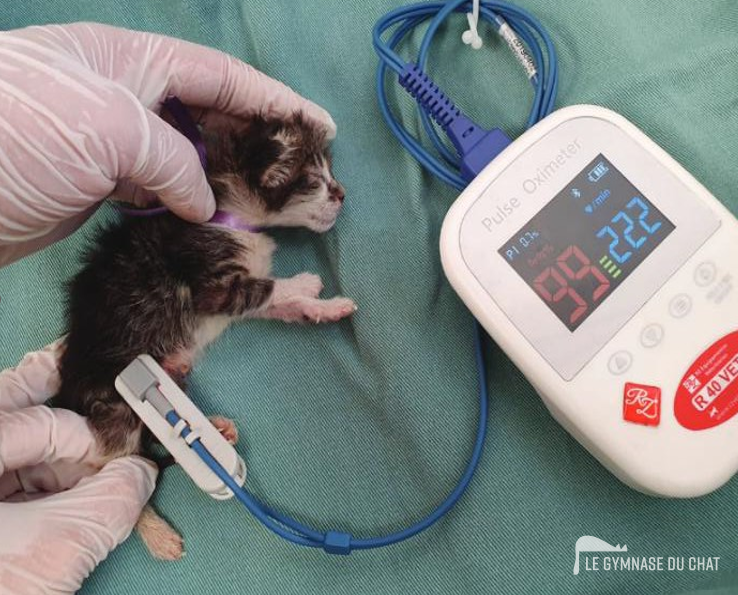 H comme hypoxie — Élever un chaton, les 4 H : l’hypothermie, l’hypoxie, la déshydratation et l’hypoglycémie.