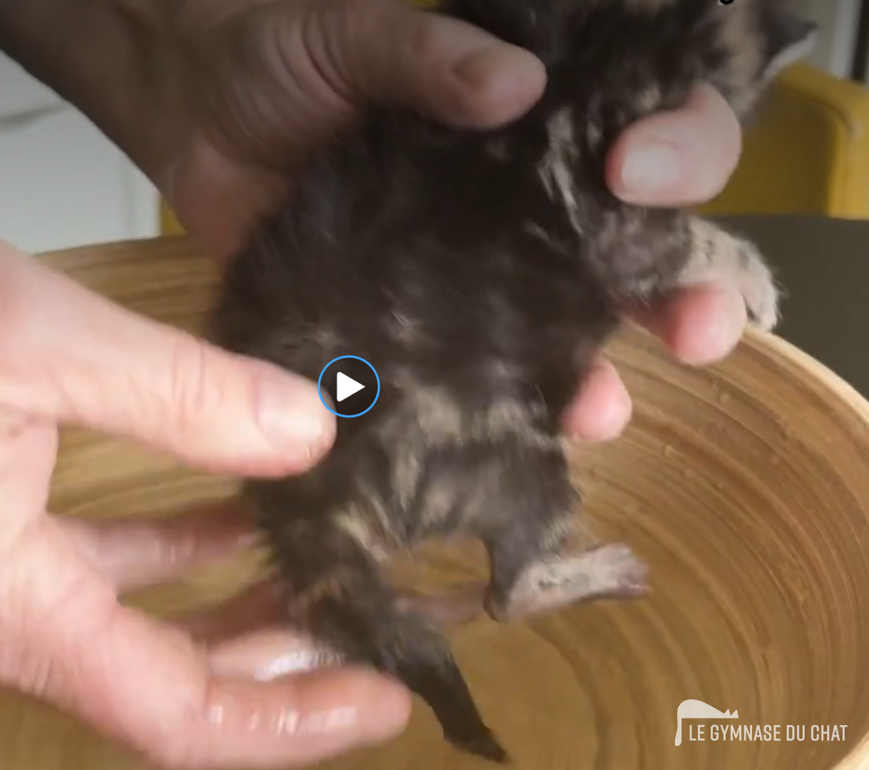 Aider un chaton à faire ses besoins : le geste qui sauve — Élever un chaton, les 4 H : l’hypothermie, l’hypoxie, la déshydratation et l’hypoglycémie.