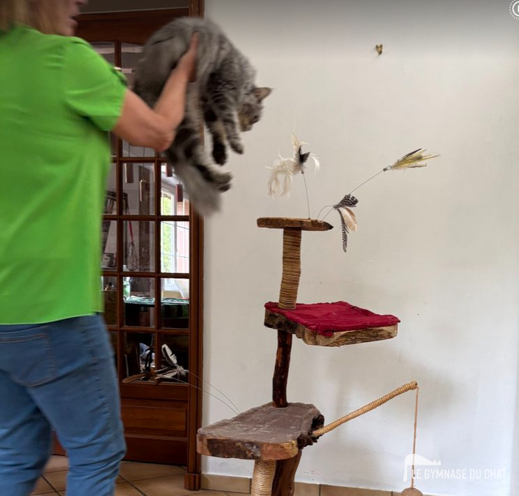 Les erreurs qui sabotent tout — Comment habituer un chat adulte à son arbre à chat