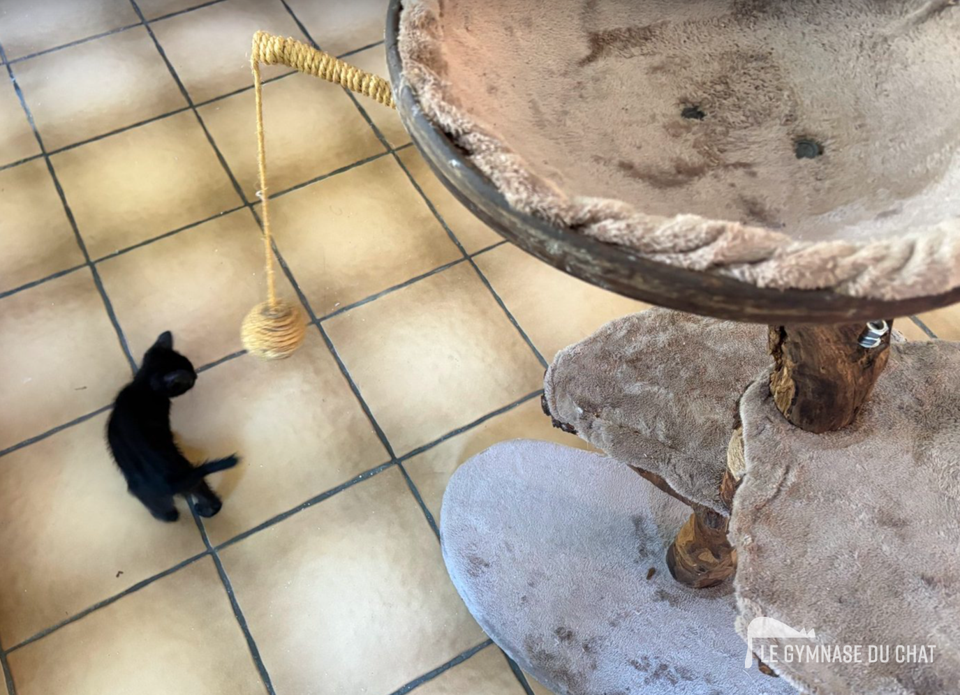 Jours 1 à 3 : laisser votre chat découvrir à son rythme — Comment habituer un chat adulte à son arbre à chat