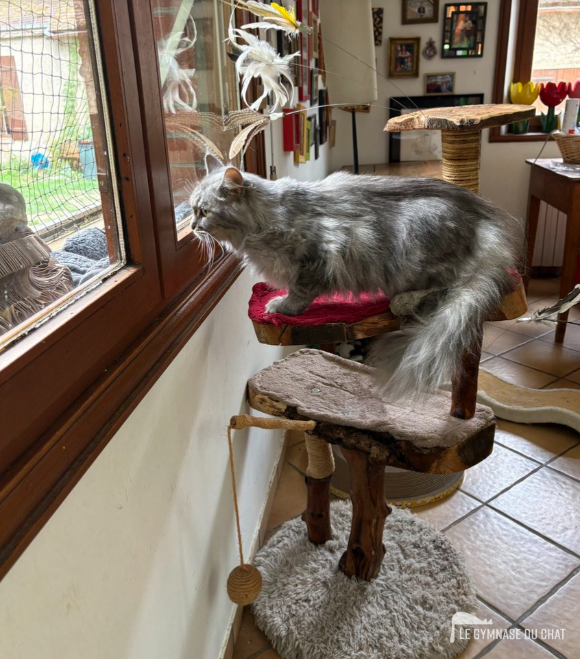 L'emplacement, l'emplacement et l'emplacement — Comment habituer un chat adulte à son arbre à chat