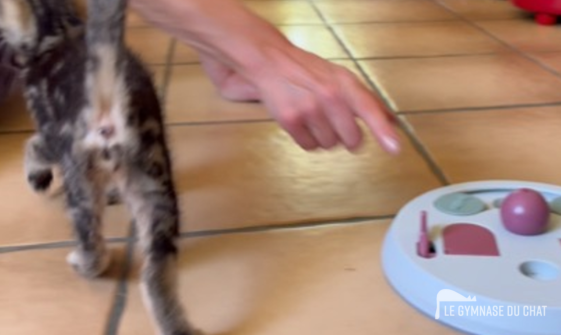 Semaine 1 : construire des associations positives — Comment habituer un chat adulte à son arbre à chat