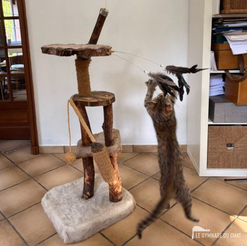 Préparer l'arbre avant de l'installer — Comment habituer un chat adulte à son arbre à chat