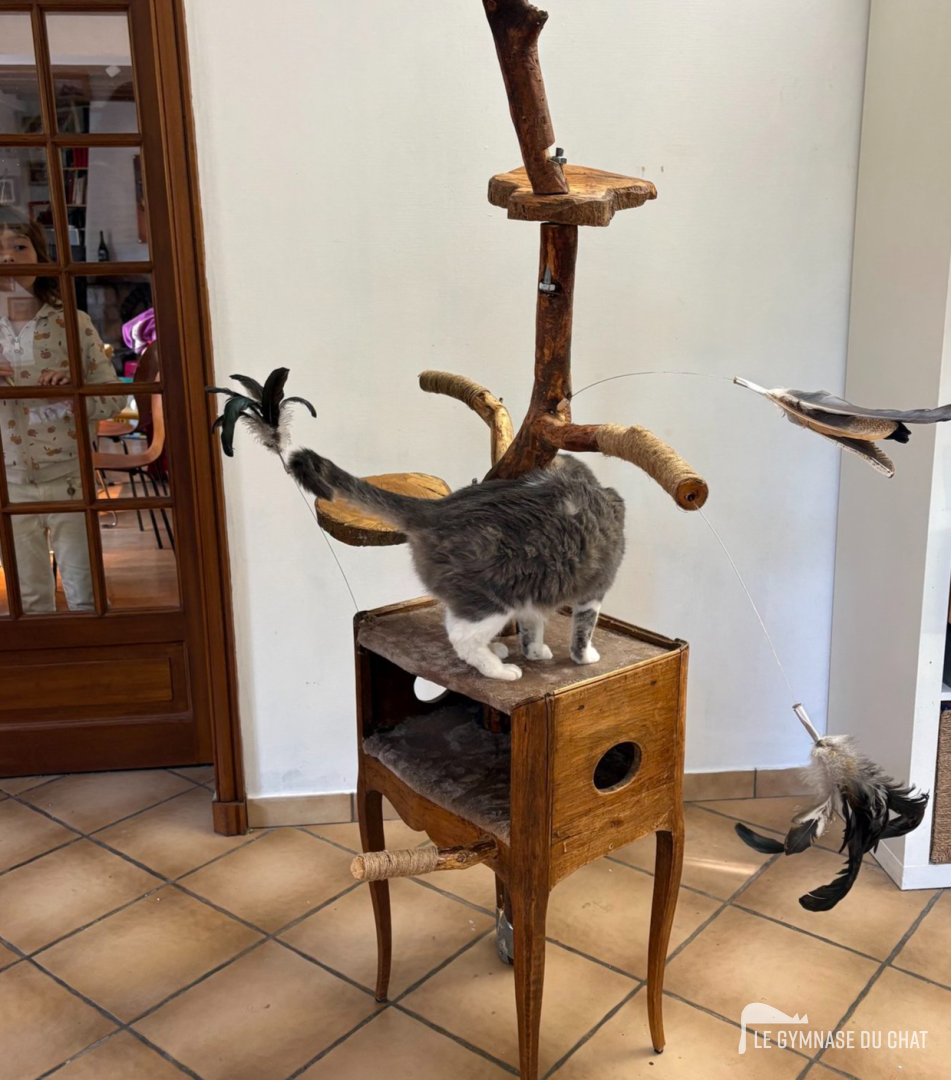 Avant tout : diagnostiquer pourquoi votre chat refuse l'arbre — Comment habituer un chat adulte à son arbre à chat