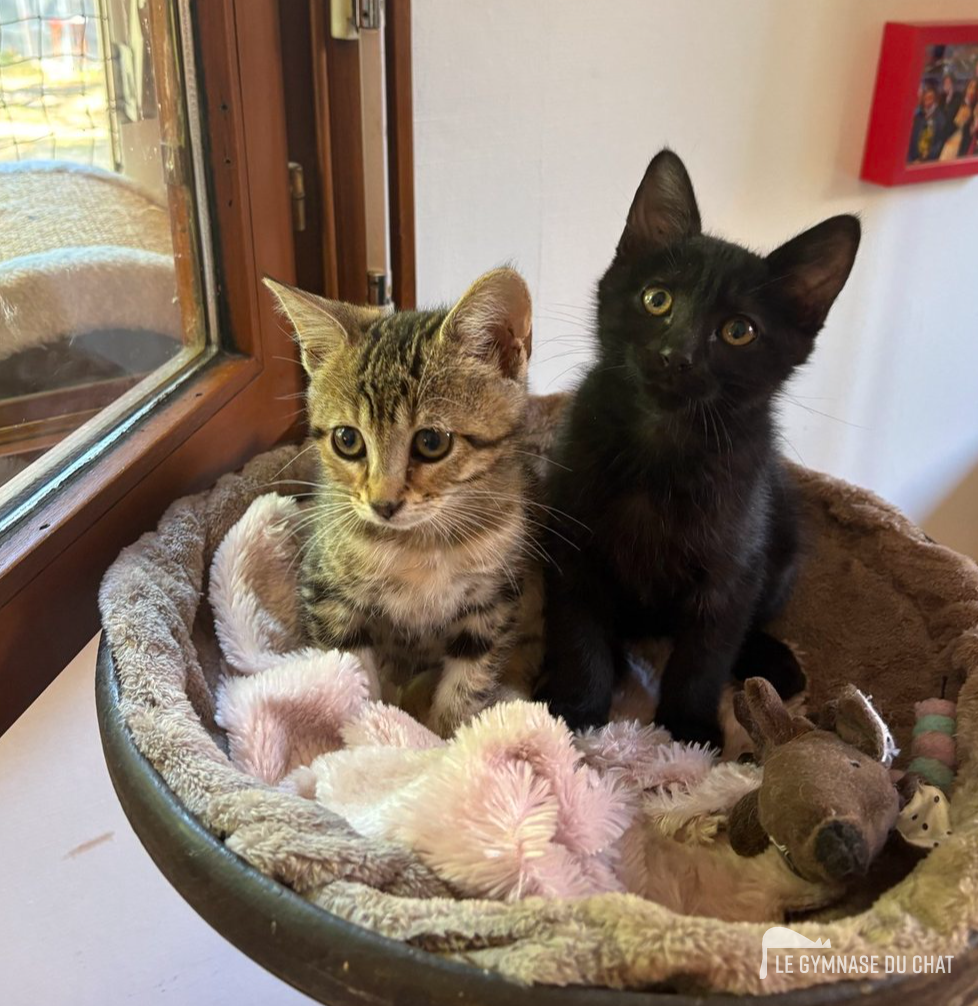 Semaine 2 : monter progressivement vers les hauteurs — Comment habituer un chat adulte à son arbre à chat