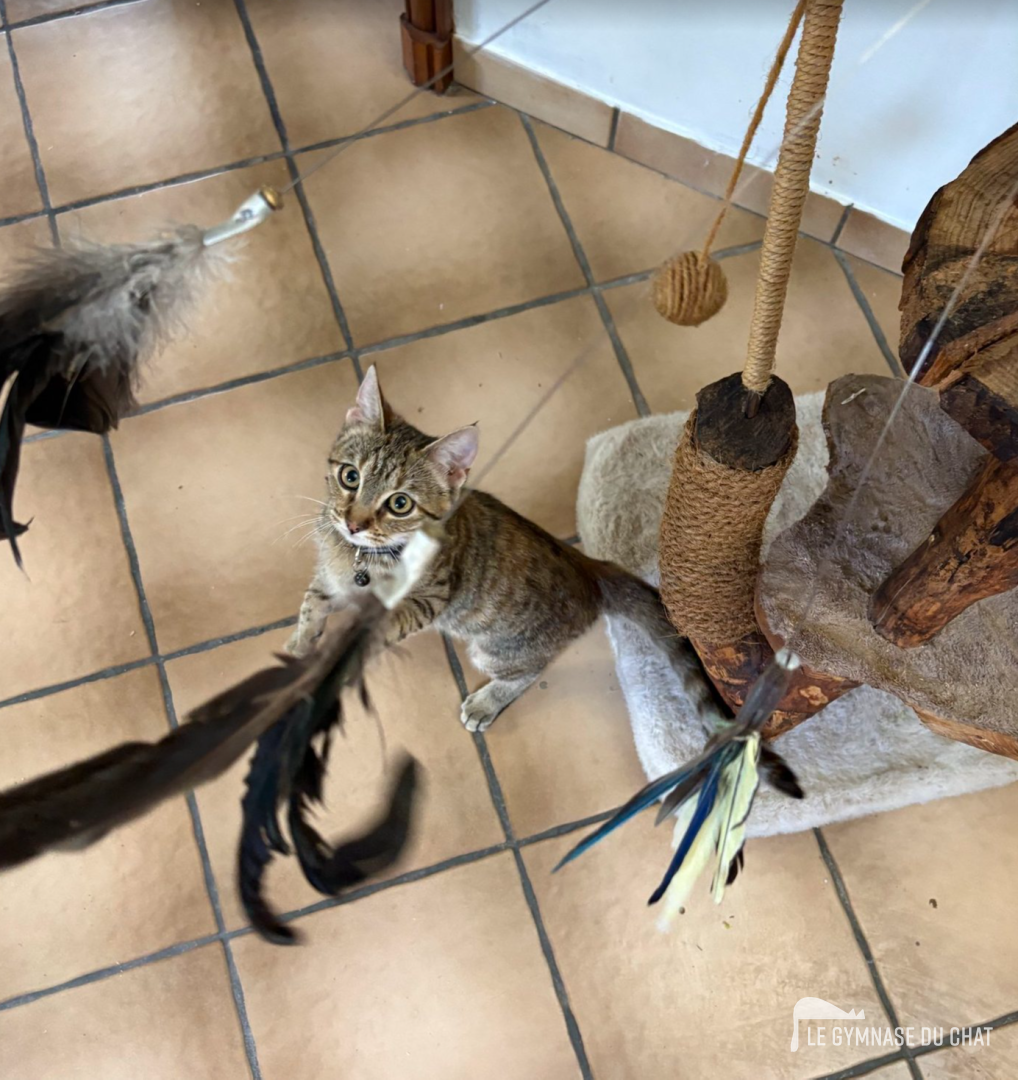 Pourquoi les chats adultes sont plus difficiles à convaincre — Comment habituer un chat adulte à son arbre à chat