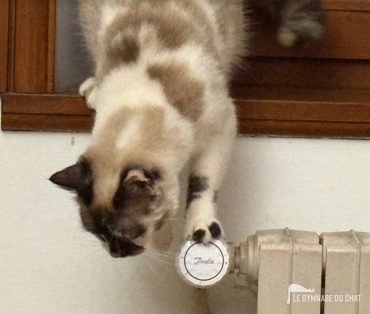 Que faire si votre chat résiste encore après un mois — Comment habituer un chat adulte à son arbre à chat
