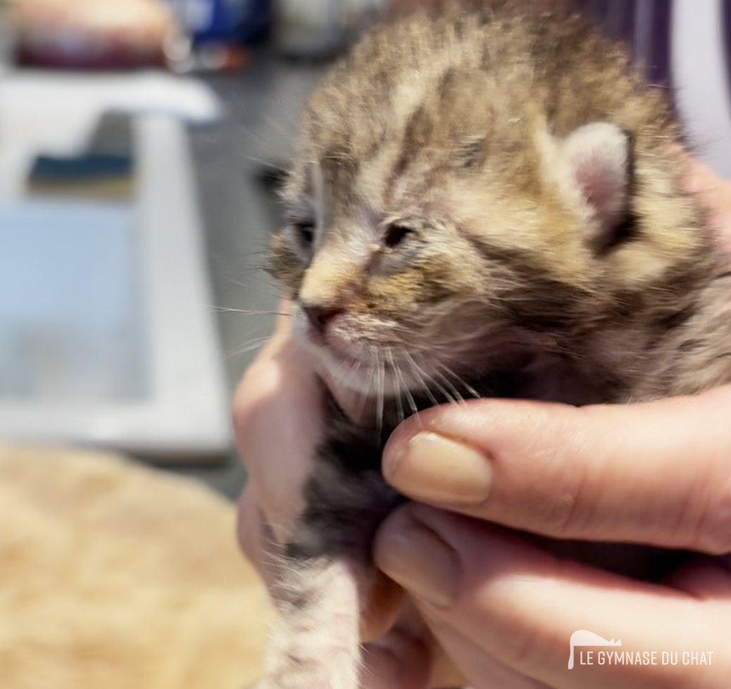 Le typhus — L'intégration des chatons dans notre monde moderne