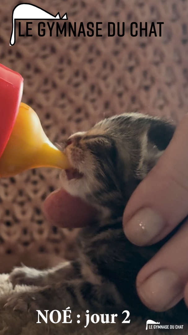 Les aventures de Noé, au jour le jour