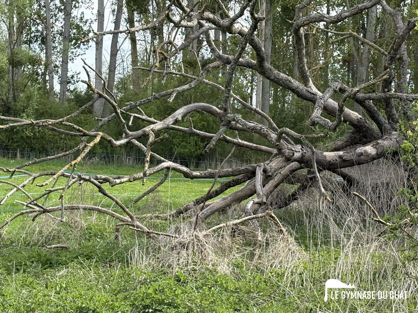 C'est un chêne qui est tombé de fatique dans la commune, cet hiver. Depuis, je lorgne sur ses branches