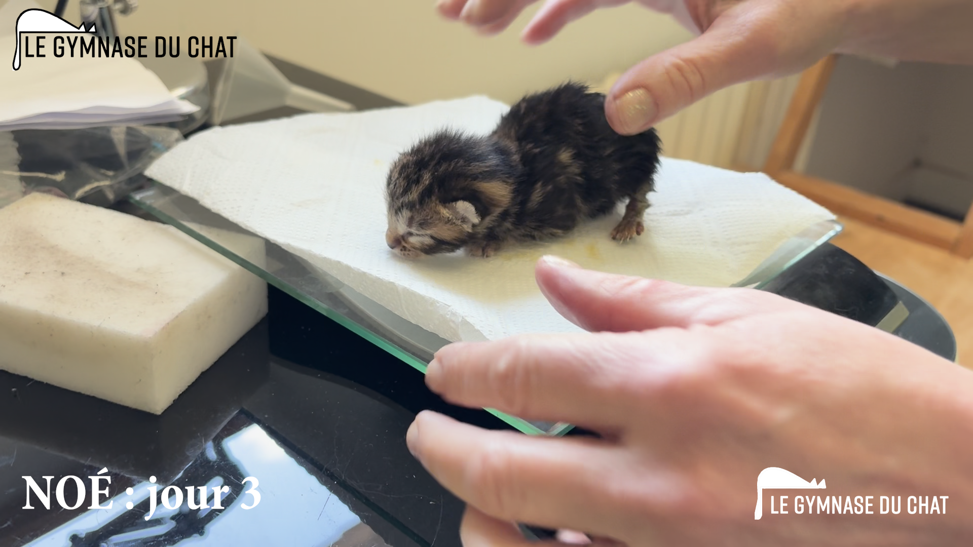 Noé le chat : jour 3