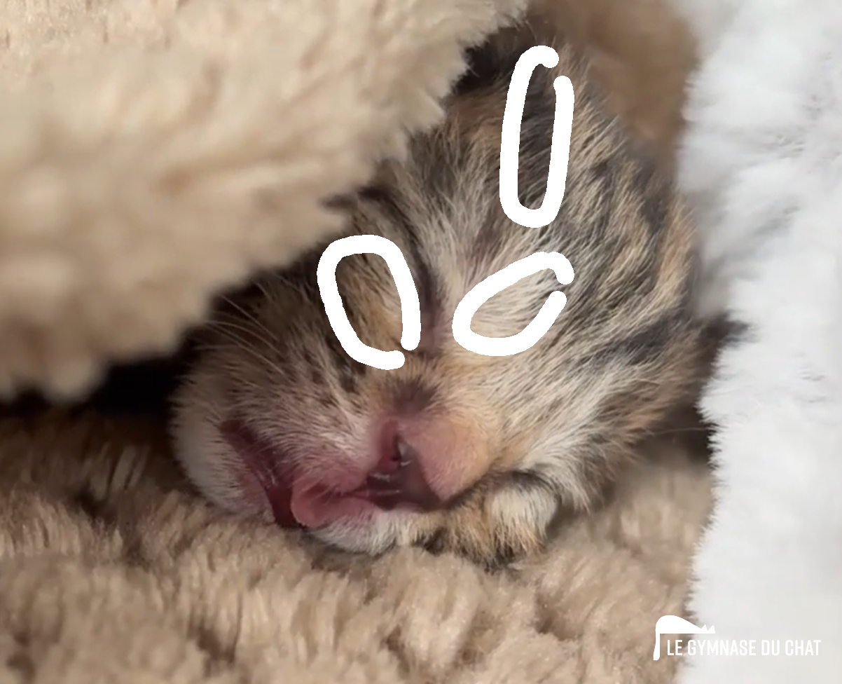 C'est le cas de Noé : elle est tricolore. Mais ça fait pas une règle