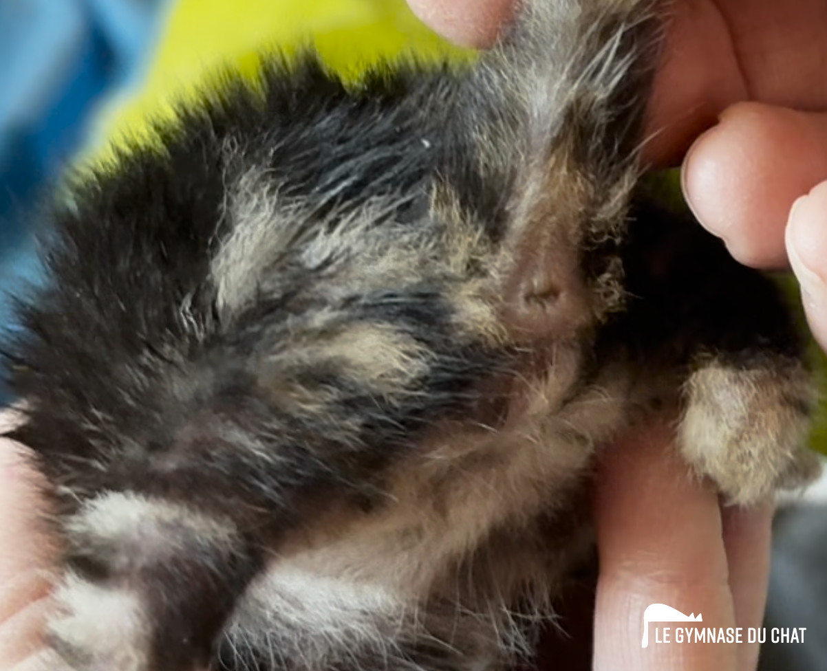 Sans pudeur, si ça peu vous aider, c'est tant mieux