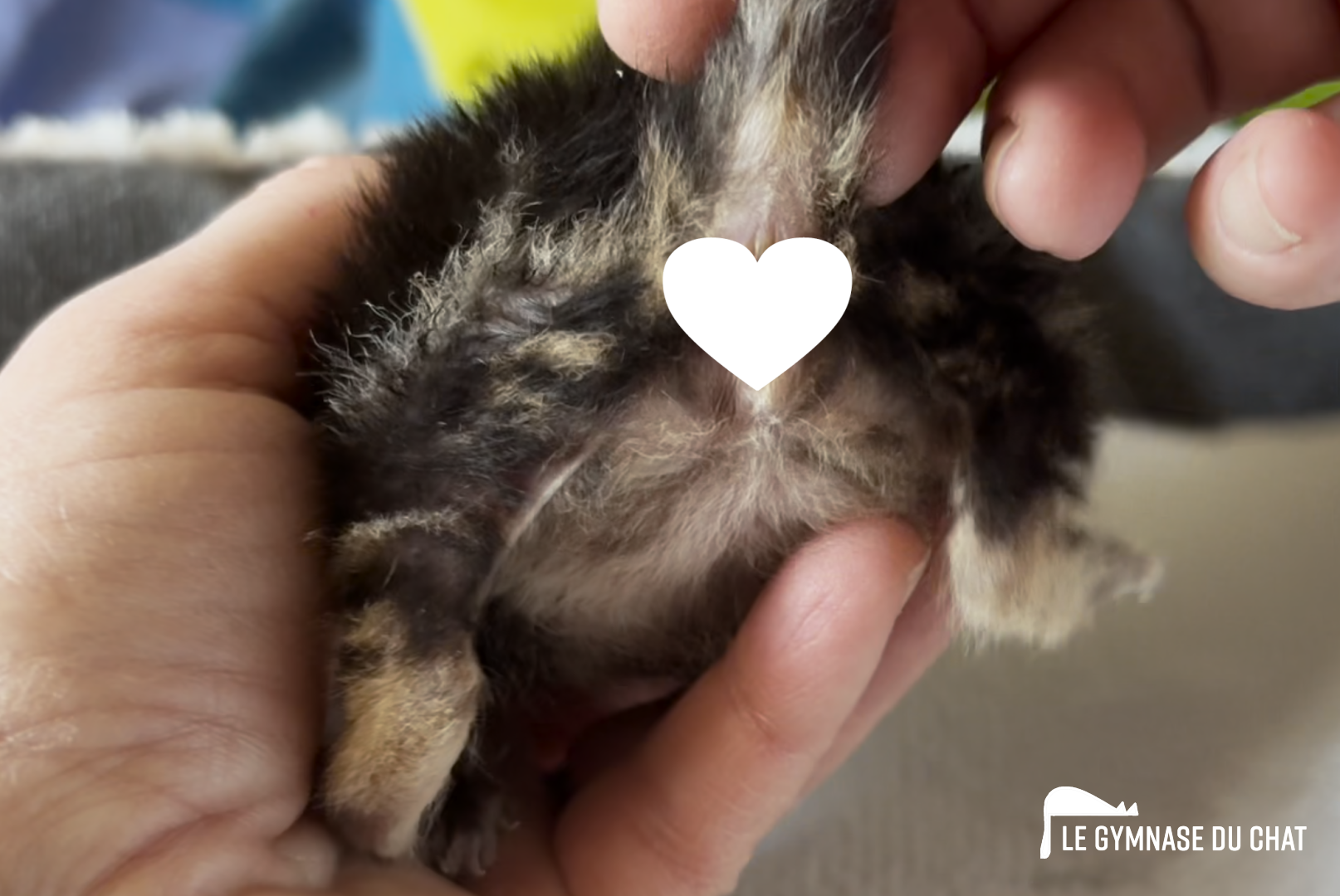 En principe il faut attendre au moins 10 jours, on fait confiance à Sophie :)