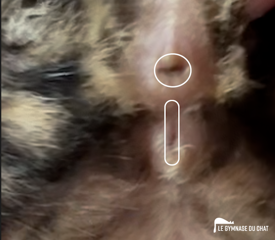 Ca fait comme la forme d'un Bic, l'espace entre le point et le baton doit être petit pour une fille