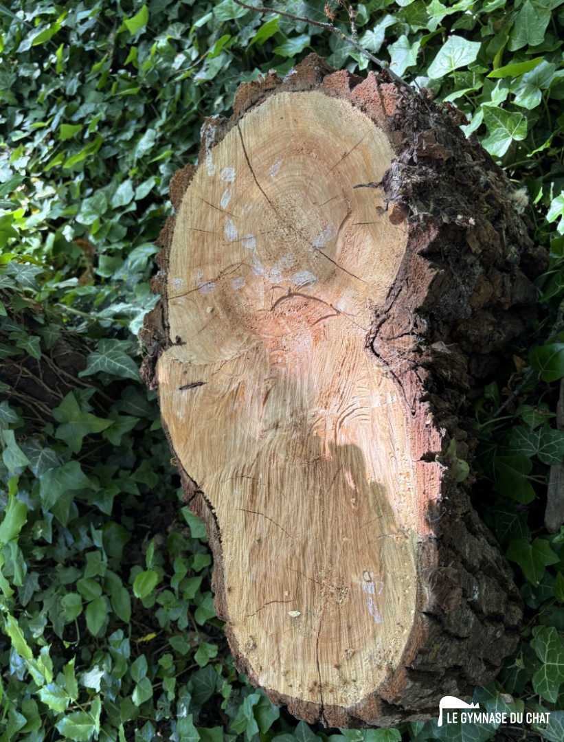 Frêne (c'est le débit utilisé pour cet arbre à chat)