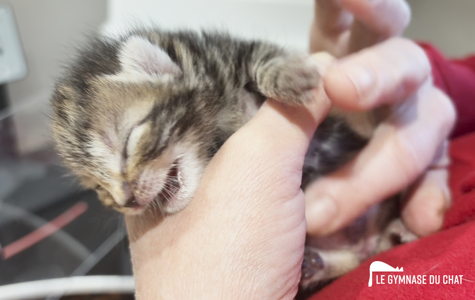 Un lion sur son rocher