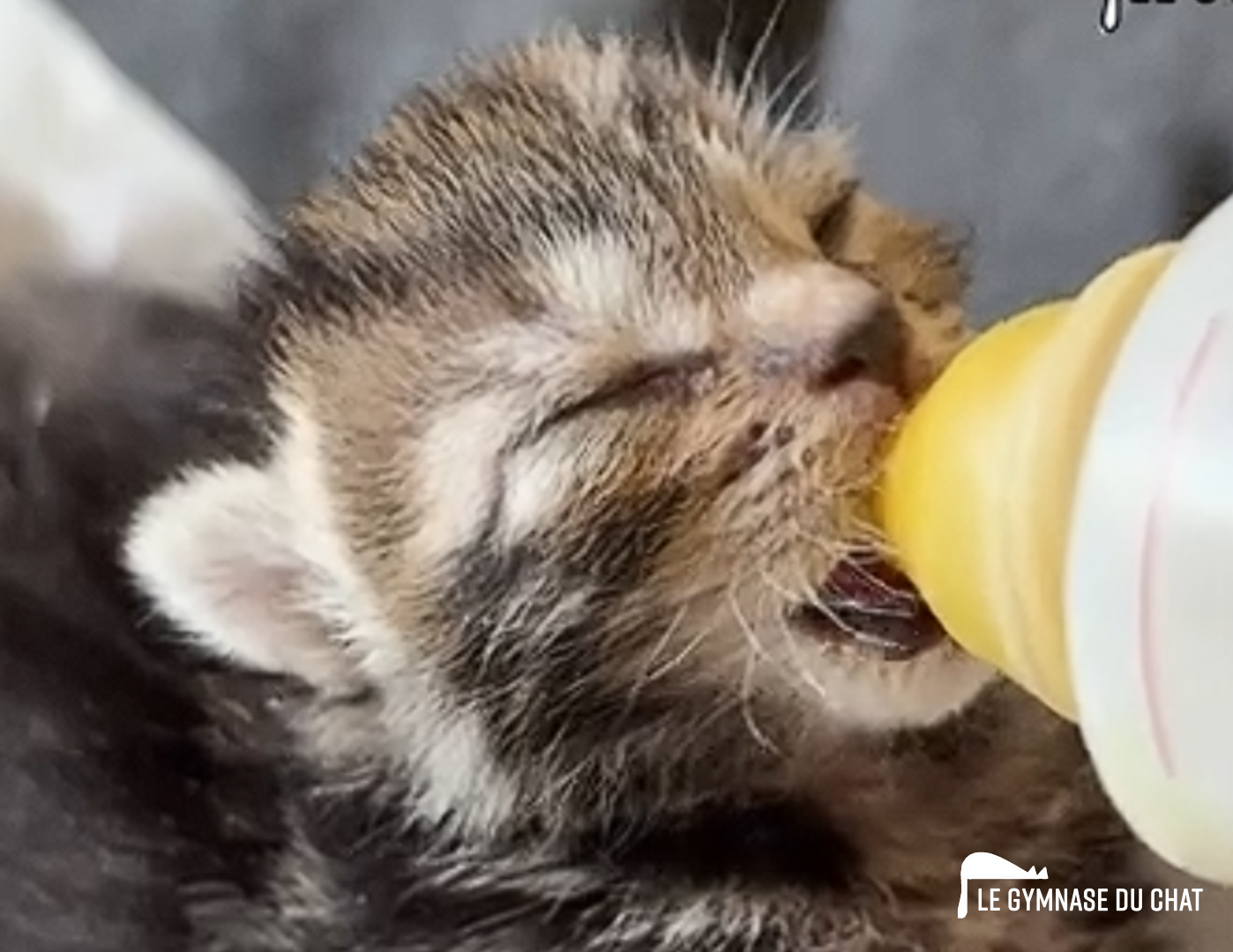 Noé le chat jour 9 : Constipation, pas très glamour...