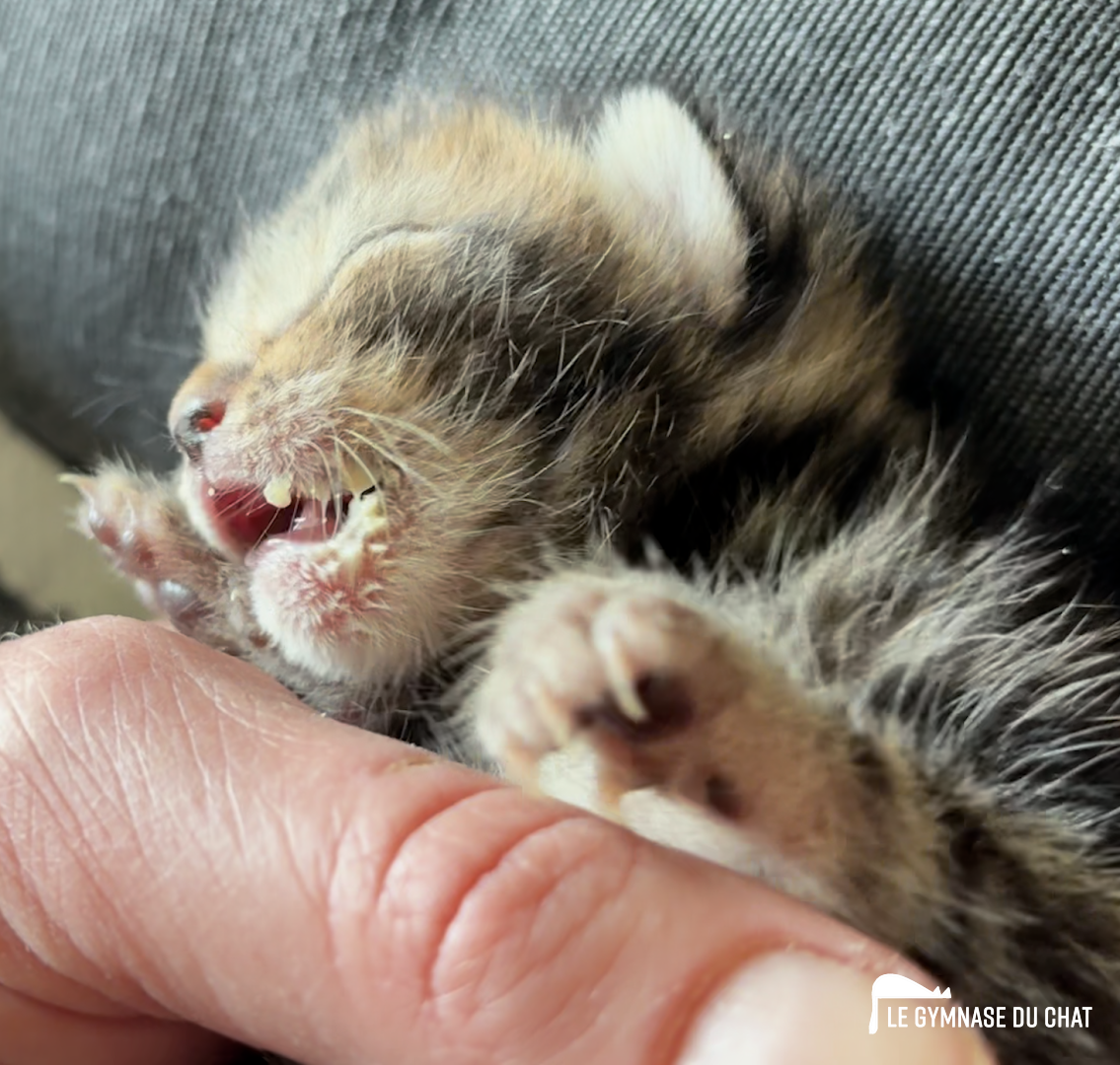 Noé le chat : jour 10