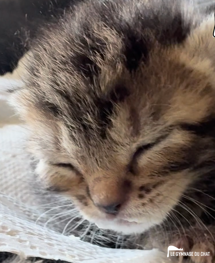 Noé le chat : jour 10