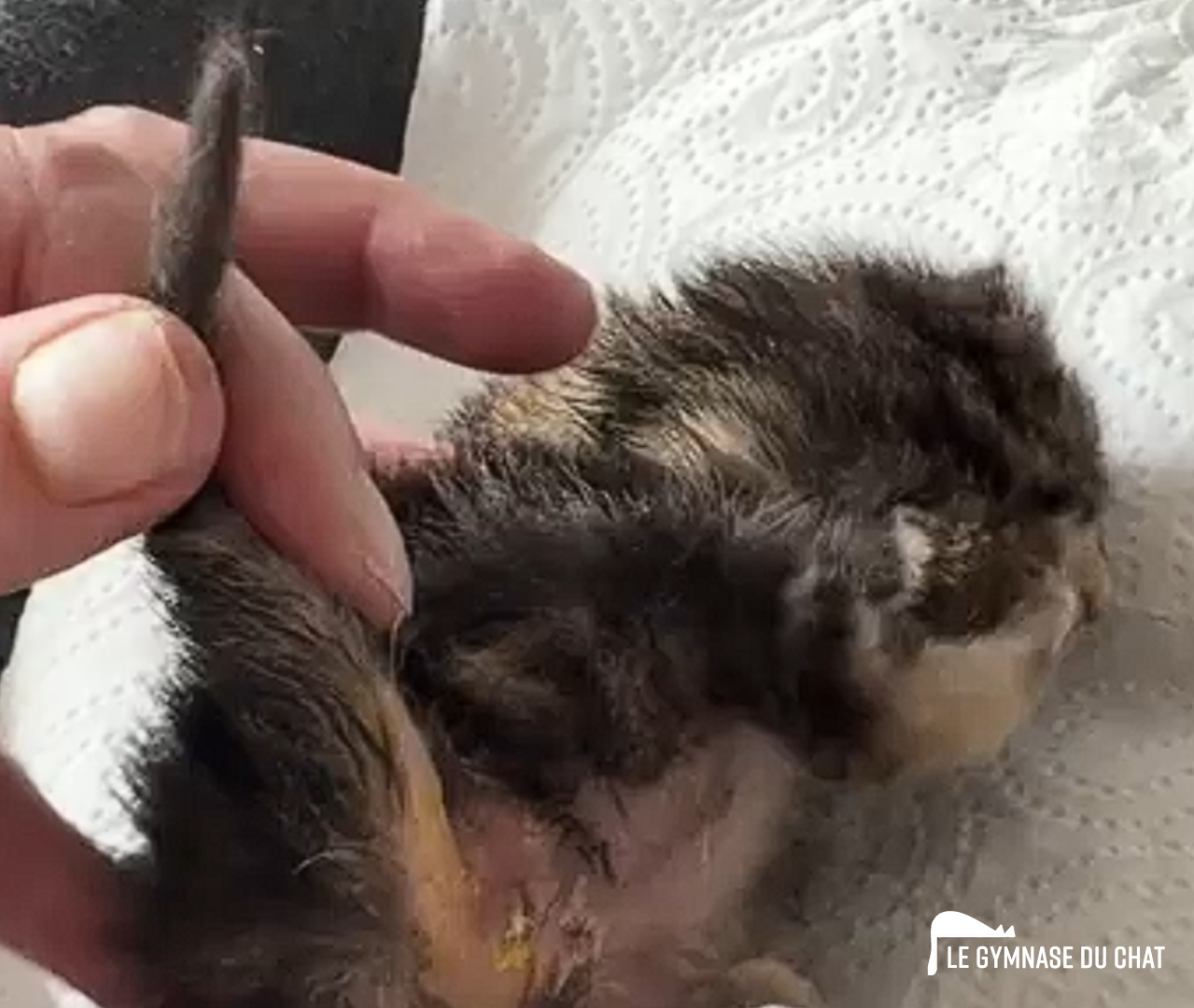 Noé le chat jour 12 : Noé grandit, et chaque journée apporte une nouvelle petite victoire.