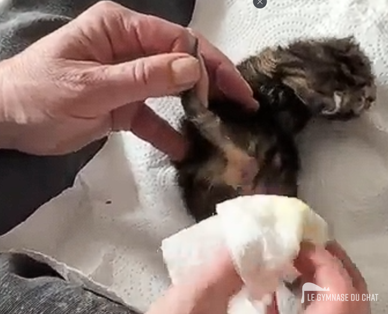 Noé le chat jour 12 : Noé grandit, et chaque journée apporte une nouvelle petite victoire.