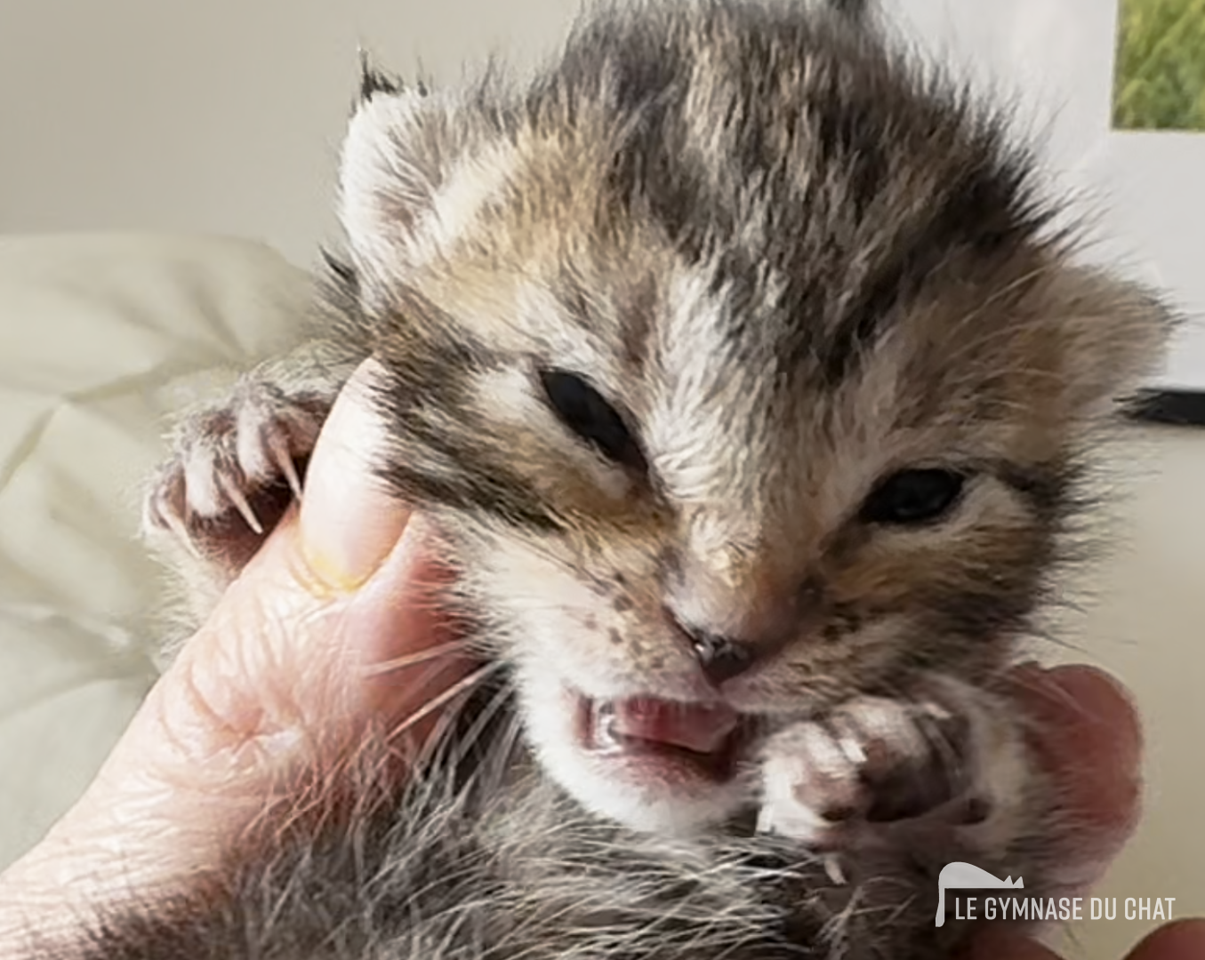 Noé le chat jour 13 : il ouvre les yeux