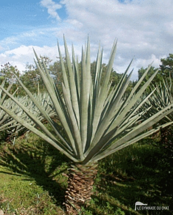 L'agave, qui donne la ressource pour les cordes de sisal