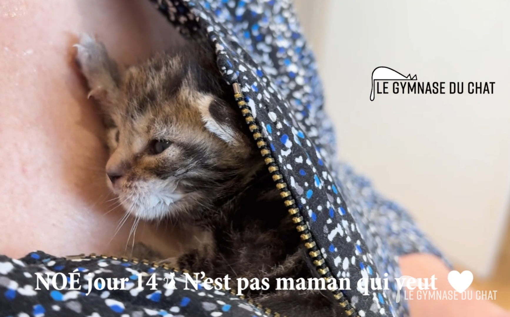 Noé dans son cocon