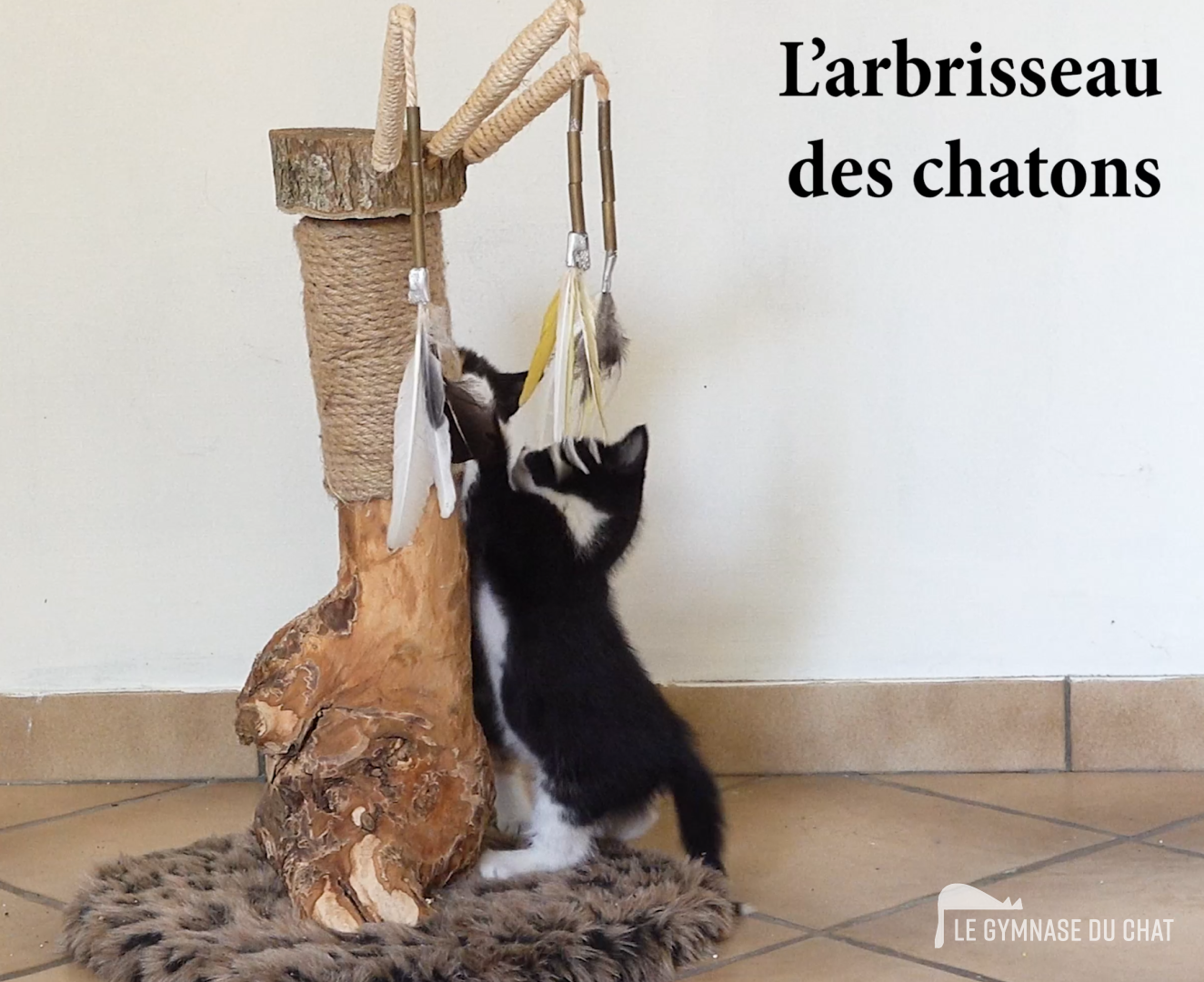 Un arbre à chat aux proportions adaptées aux chatons