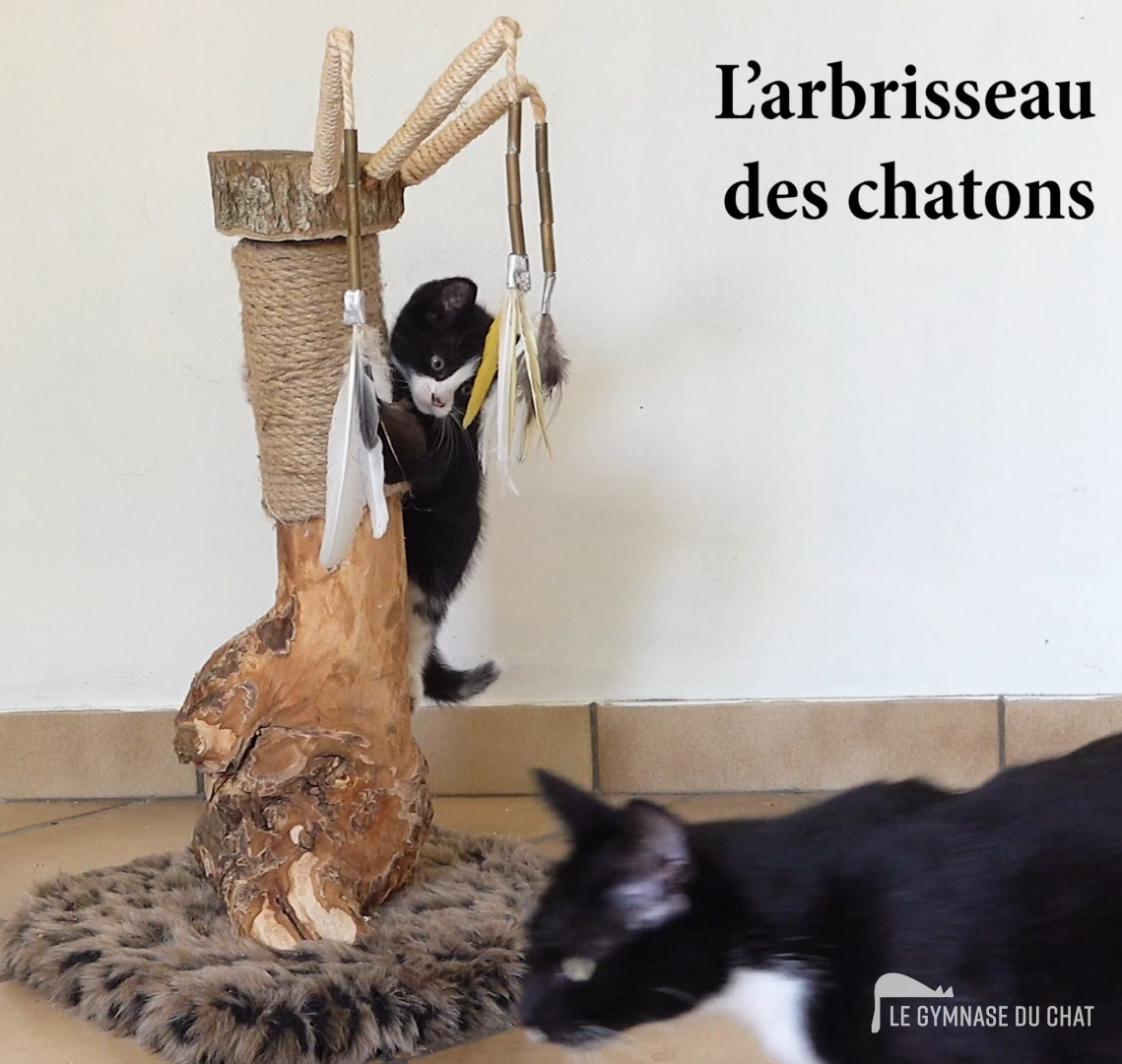 Finalement grimper à la perche c’est pas si mal : le sisal permet au chaton de planter ses petites griffes et de bien adhérer.