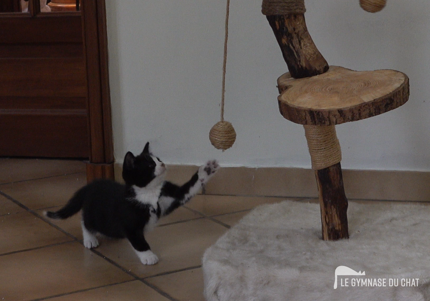 Chat balance à Paris — photo détail