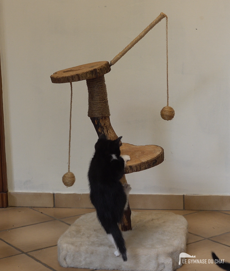 Chat balance à Paris — photo détail